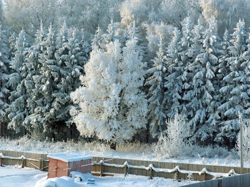 Серебряный иней убранная комната. Деревья в декабре. Зимушка зима. Деревья в серебре. Леса в Жемчужном инее морозно.
