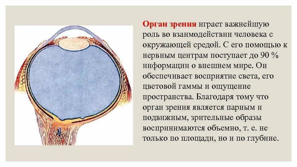 Роль органов зрения. Орган зрения. Орган зрения анатомия. Физиология органа зрения. Органы чувств зрение анатомия презентация.