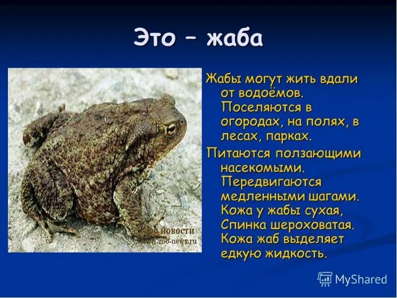 Как описать лягушку. Лягушка для презентации. сообщение о лягушке. описание лягушки. доклад про лягушку.
