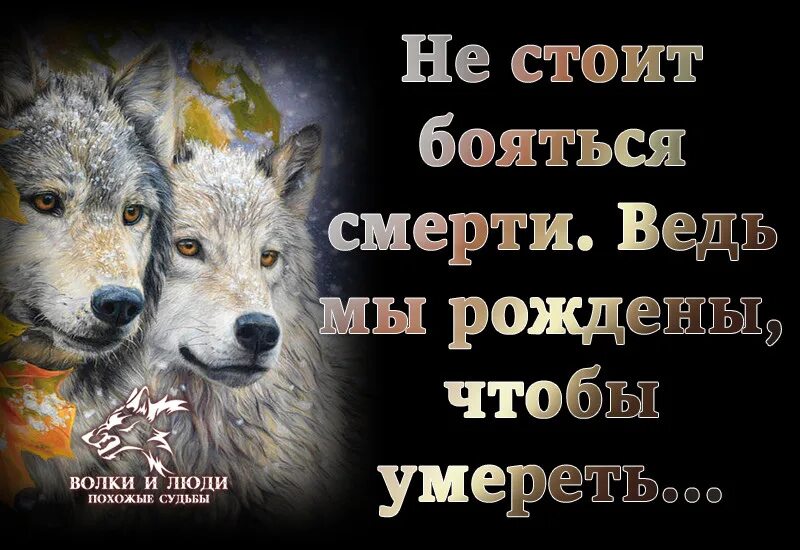 Про жизнь волков. Цитаты про Волков и людей. Волк афоризмы. Цитаты Волков. Цитаты волка.