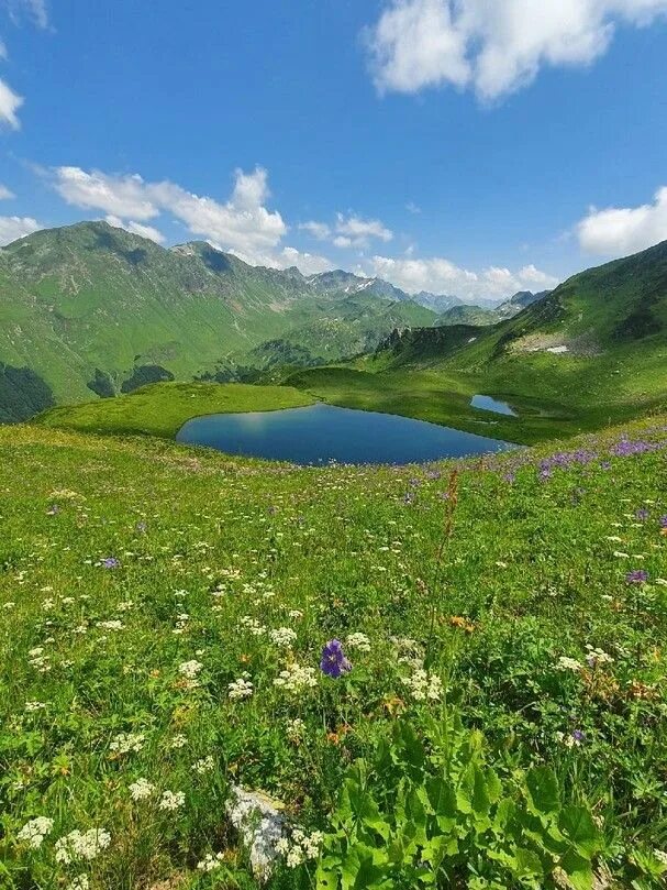 Ауадхара абхазия альпийские луга. Гудаута альпийские луга. Альпийские луга в абхазии экскурсия. Альпийские луга ауадхара. Альпийские луга гагра.