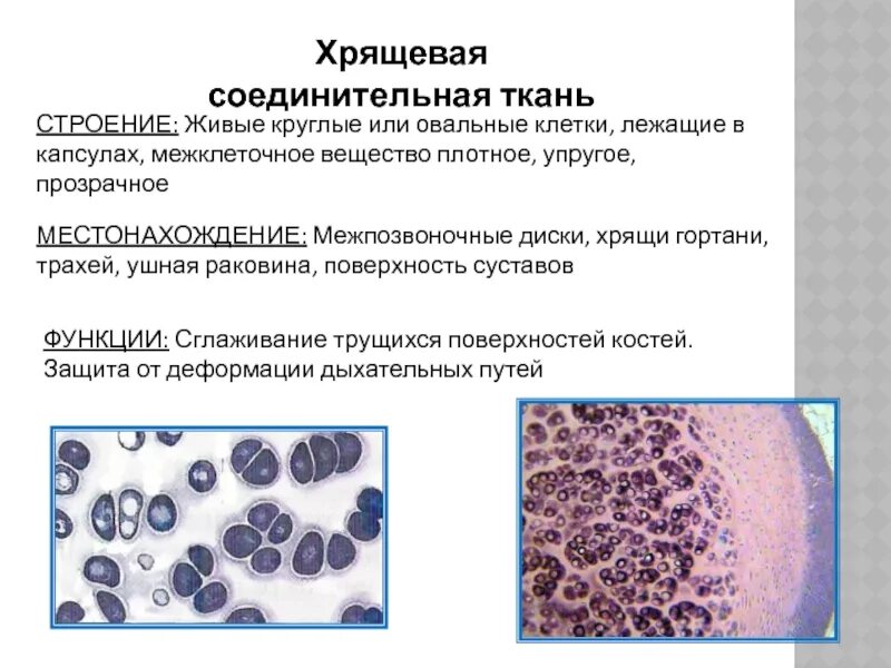 Межклеточное вещество строение функции. Хрящевая соединительная ткань функции. хрящевая соединительная ткань строение. хрящевая ткань это соединительная ткань. соединительная ткань хрящ.