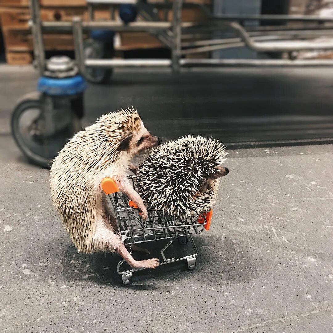 Ёжику травка пузико щекочет. Смешной ежик. Ежик за рулем. Степные ежи. Включи про ежика.