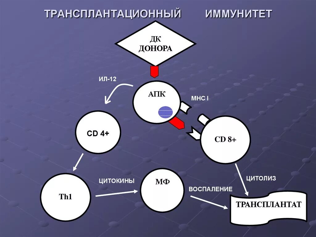 Иммунитет иммунные реакции. Механизмы реакций трансплантационного иммунитета. Механизм трансплантационного иммунитета схема. Трансплантационный иммунитет иммунология. Иммунитет при трансплантации.