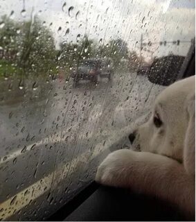 It rain all morning