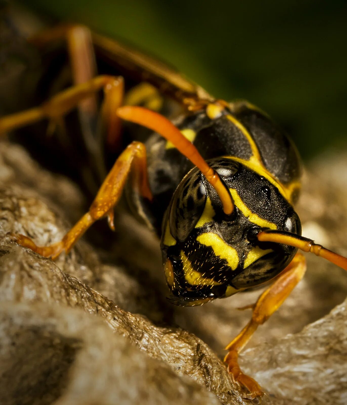 Hornet. Тропические шершни vespa velutina. Honda cb600f hornet. Honda sb 600 hornet. Японский шершень судзумэбати.