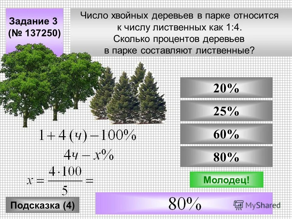 Хвойные цифра 3