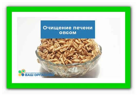 Очистка печени овсом в домашних условиях. Очистка печени овсом. Как почистить печень овсом. Овес чистит печень. Овёс для очищения печени.