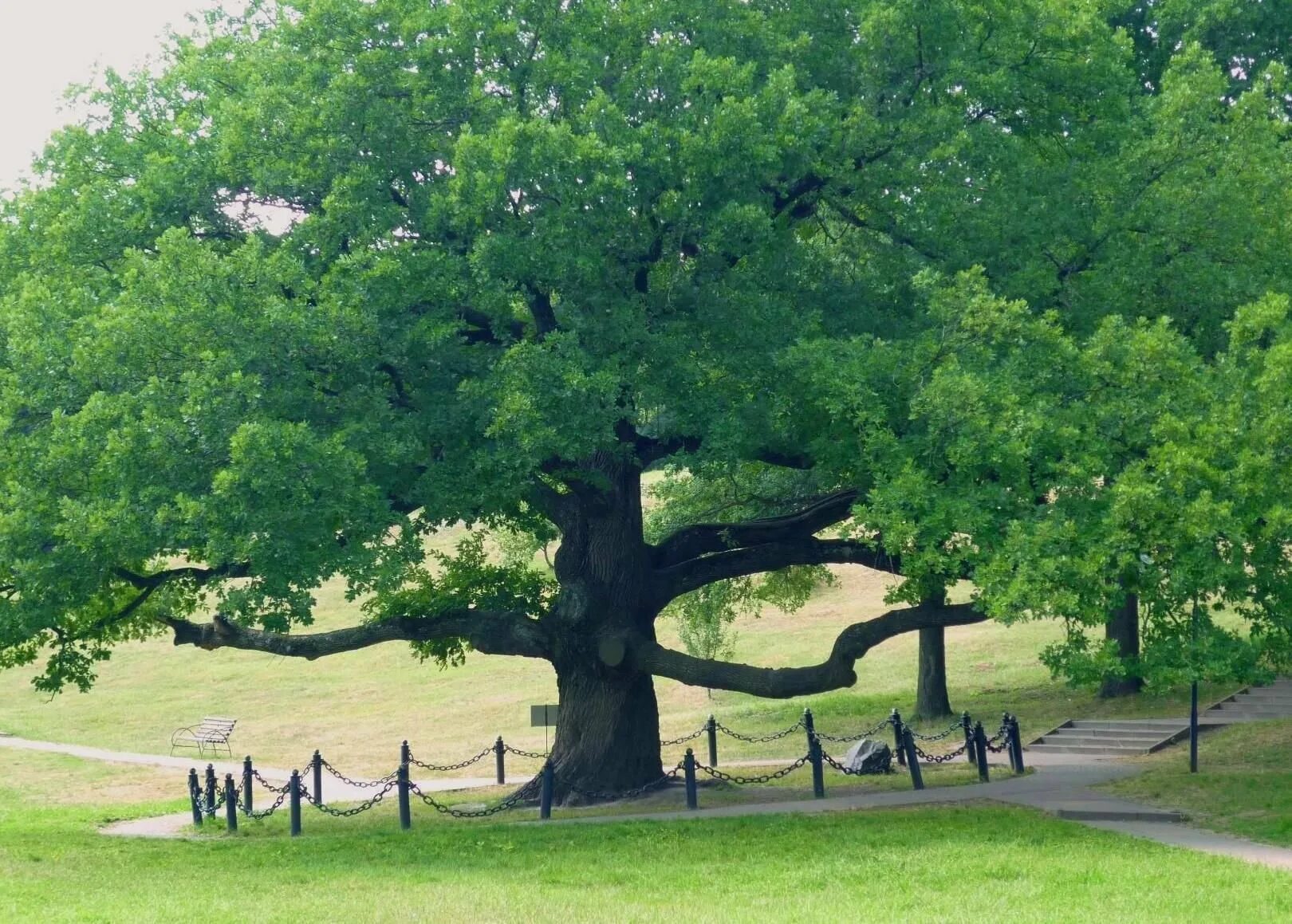 Ниновка дуб-долгожитель новооскольский район. Дуб долгожитель дубовое белгород. Дуб долгожитель белгородская область дубовое. Деревья в белгороде. Вековой дуб белгород.
