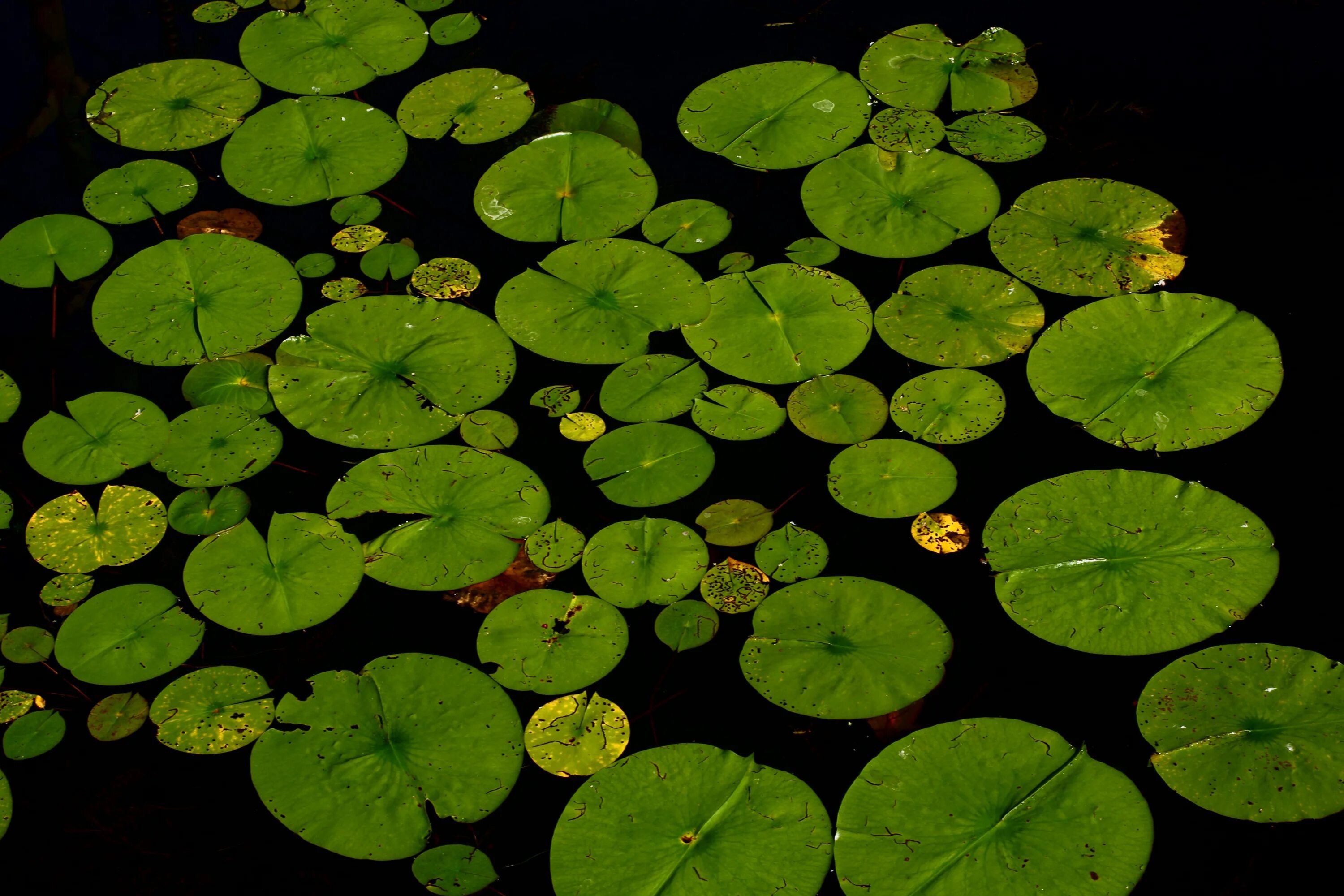 Водные растения пузырьки. Нимфея зеленая. Листья кувшинки лотоса водяной лилии. Болотная кувшинка зеленая. Листок болотный с кувшинкой.