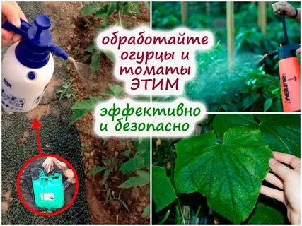 Чем обработать огурцы от болезней в теплице