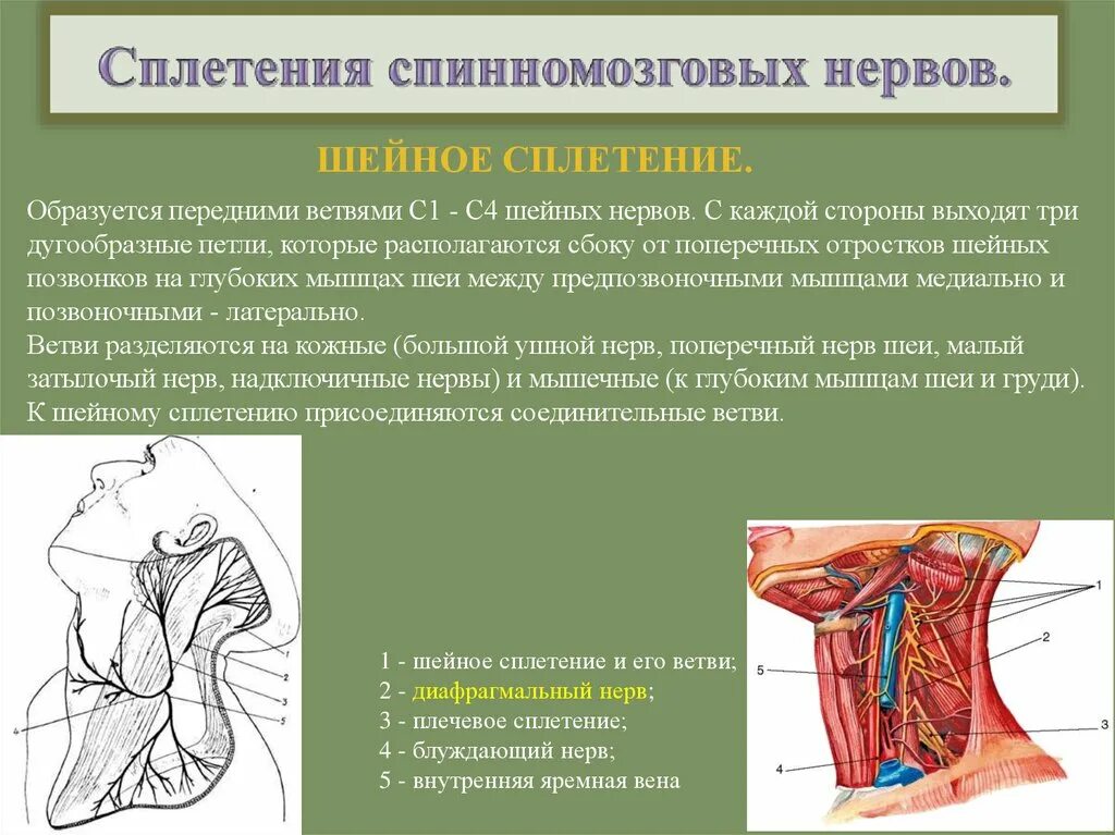 Спинномозговые нервы шейное сплетение. Сплетения спинномозговых нервов схема. С плетения спинномозговых нервов. Зоны иннервации шейного сплетения.