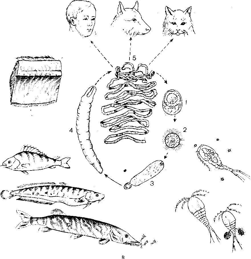 Личинки лентеца. Широкий жизненный цикл широкий лентец. Лентец жизненный цикл. Жизненный цикл широкого лентеца. Широкий лентец жизненный цикл.