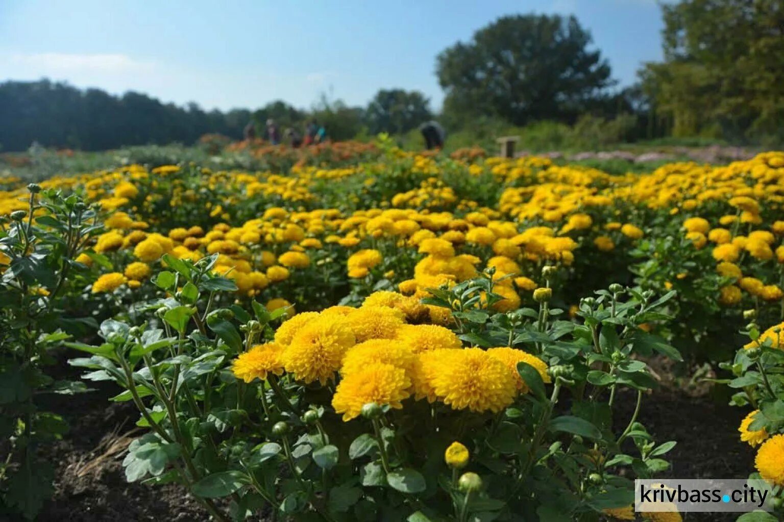 Хризантемы hd. Поле хризантем. Поле хризантем фото. Осеннее поле цветов. Хризантемы полянка.