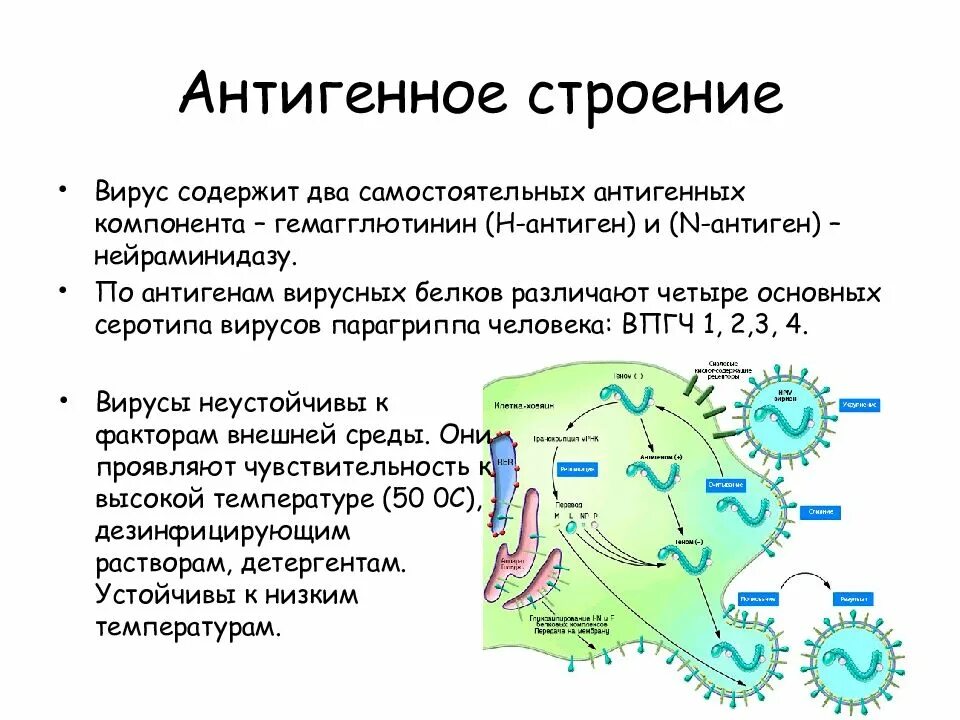 Строение герпеса. Антигенная структура парагриппа. вирус парагриппа строение. парагрипп строение. вирус парагриппа характеристика.