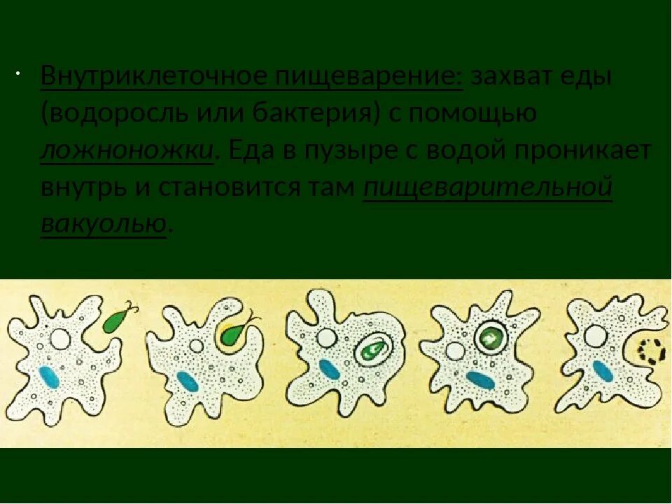 Амеба обыкновенная передвигается с помощью тест ответы. Амёба обыкновенная 5 класс биология. размножение одноклеточных амеба. жизнедеятельность амебы обыкновенной. размножение простейших.