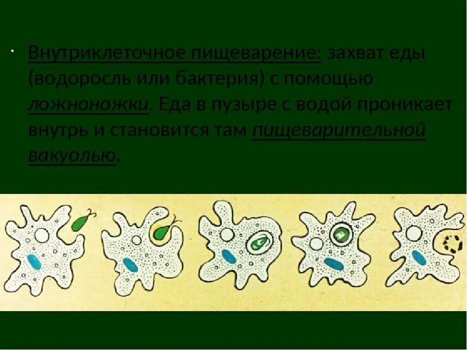 При наступлении неблагоприятных условий амеба. Амёба обыкновенная 5 класс биология. Одноклеточные амеба размножение. Размножение простейших животных. Процесс питания амебы.