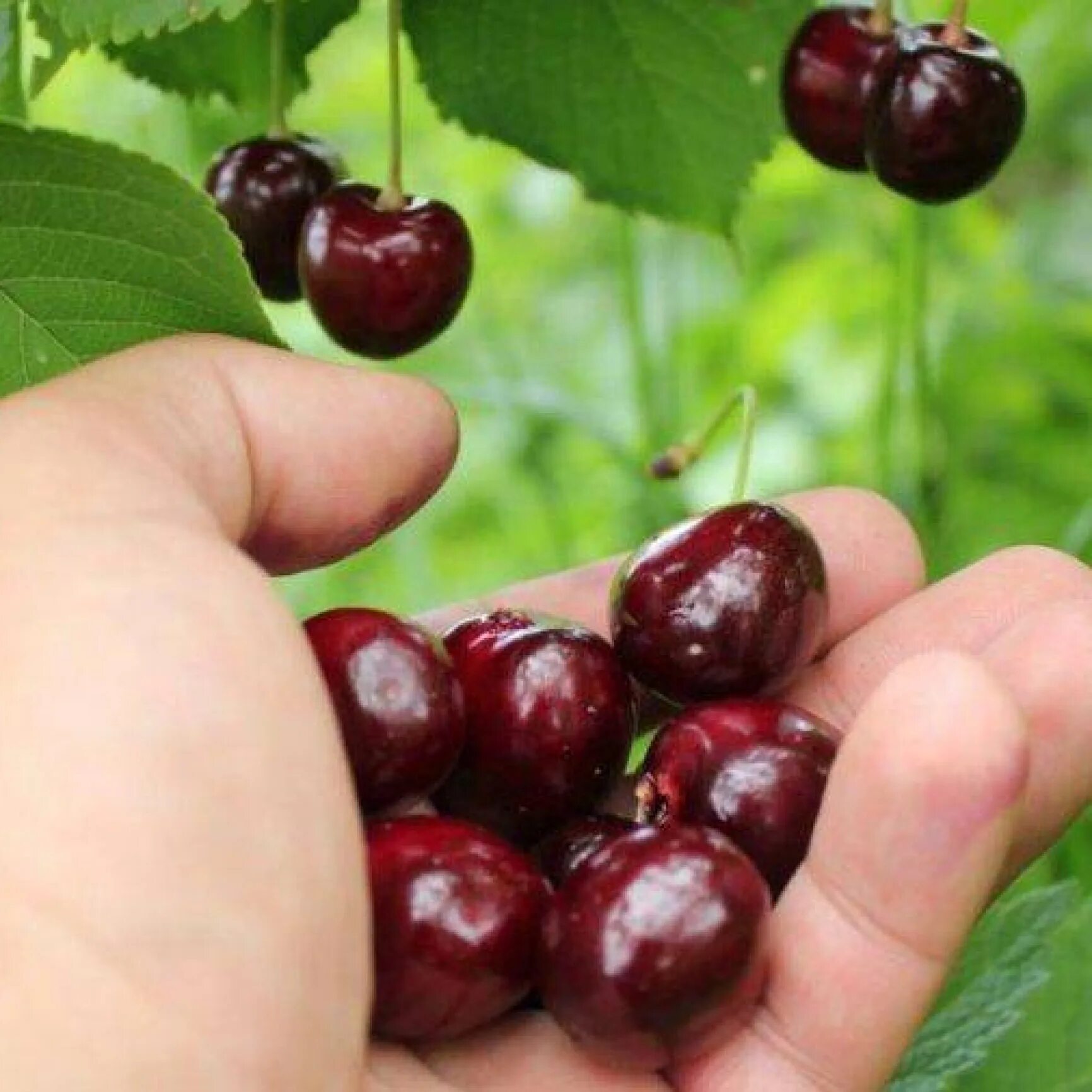 Черешня тютчевка. Черешня вега. Черешня сорт наполеон. Черешня наполеон розовая. Черешня наполеон розовая.