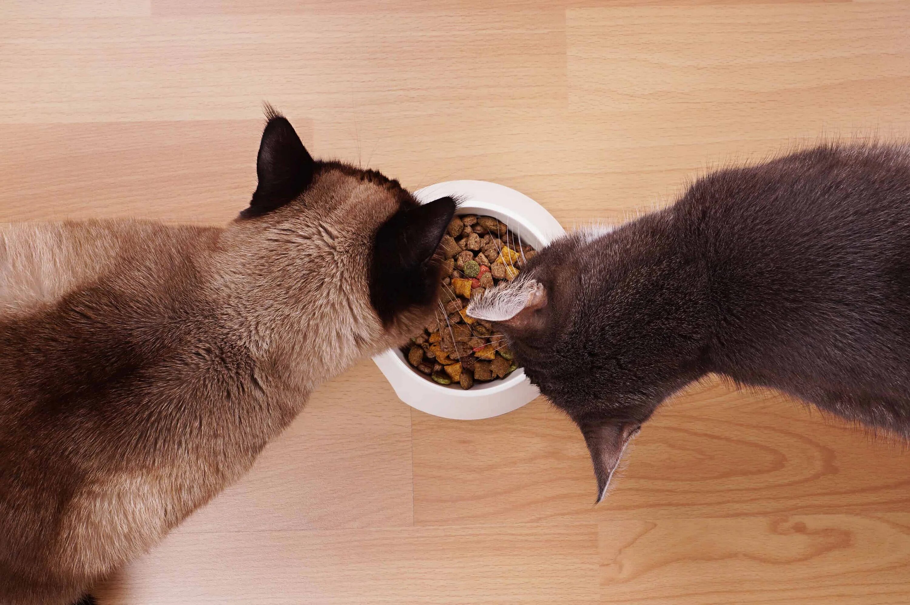 Кошка плохо ест корм. Корм для кошек. Кошка кушает. Котик кушает. Кот жрет.