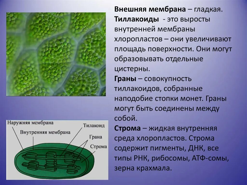 Зерна крахмала в хлоропластах. Наружная мембрана хлоропласта функции. Строение наружной мембраны хлоропласта. Внутренняя мембрана хлоропласта функции. Плазматическая мембрана и хлоропласт.