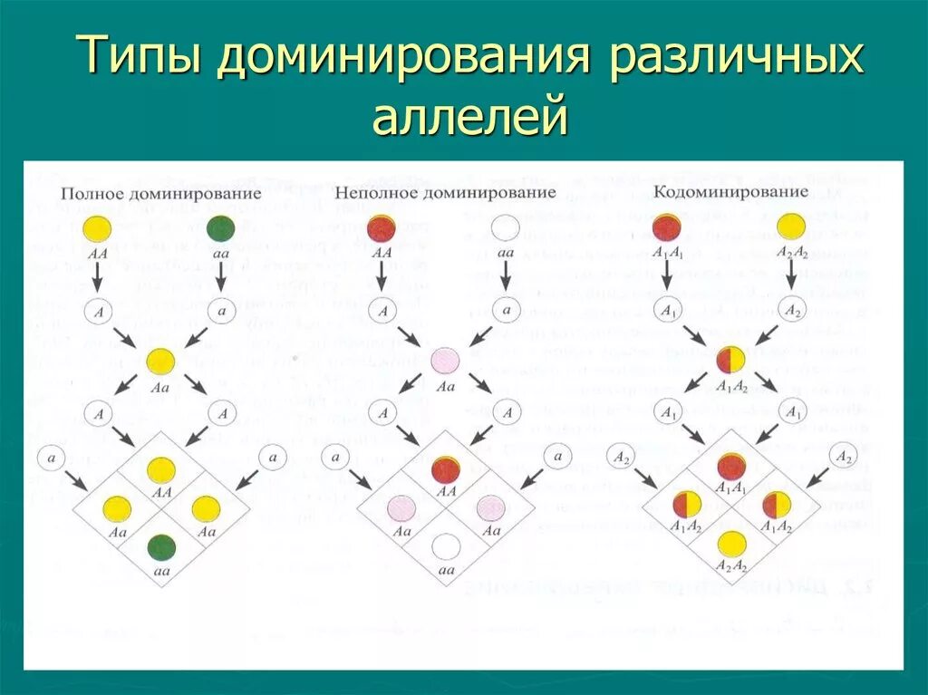 Типы доминирования. Типы доминирования в генетике. Схемы доминирования. Типы доминирования схема. Фактор доминирования