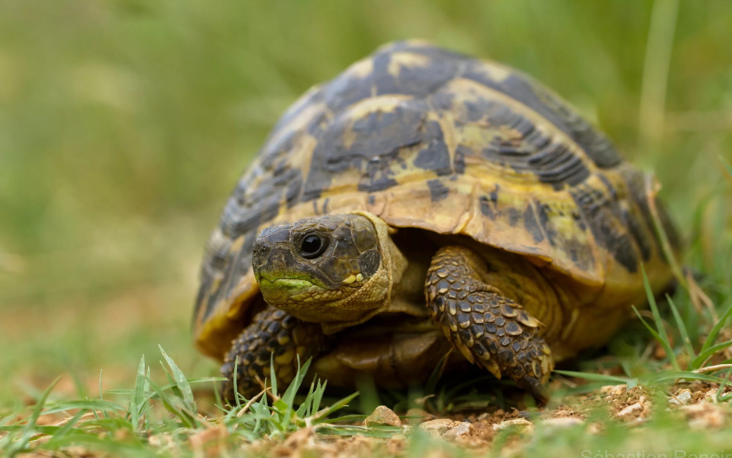 Черепаха пресмыкающееся. Среднеазиатская черепаха в дикой природе. Шпороносная черепаха. Среднеазиатская черепаха в природе. Питомцы черепахи