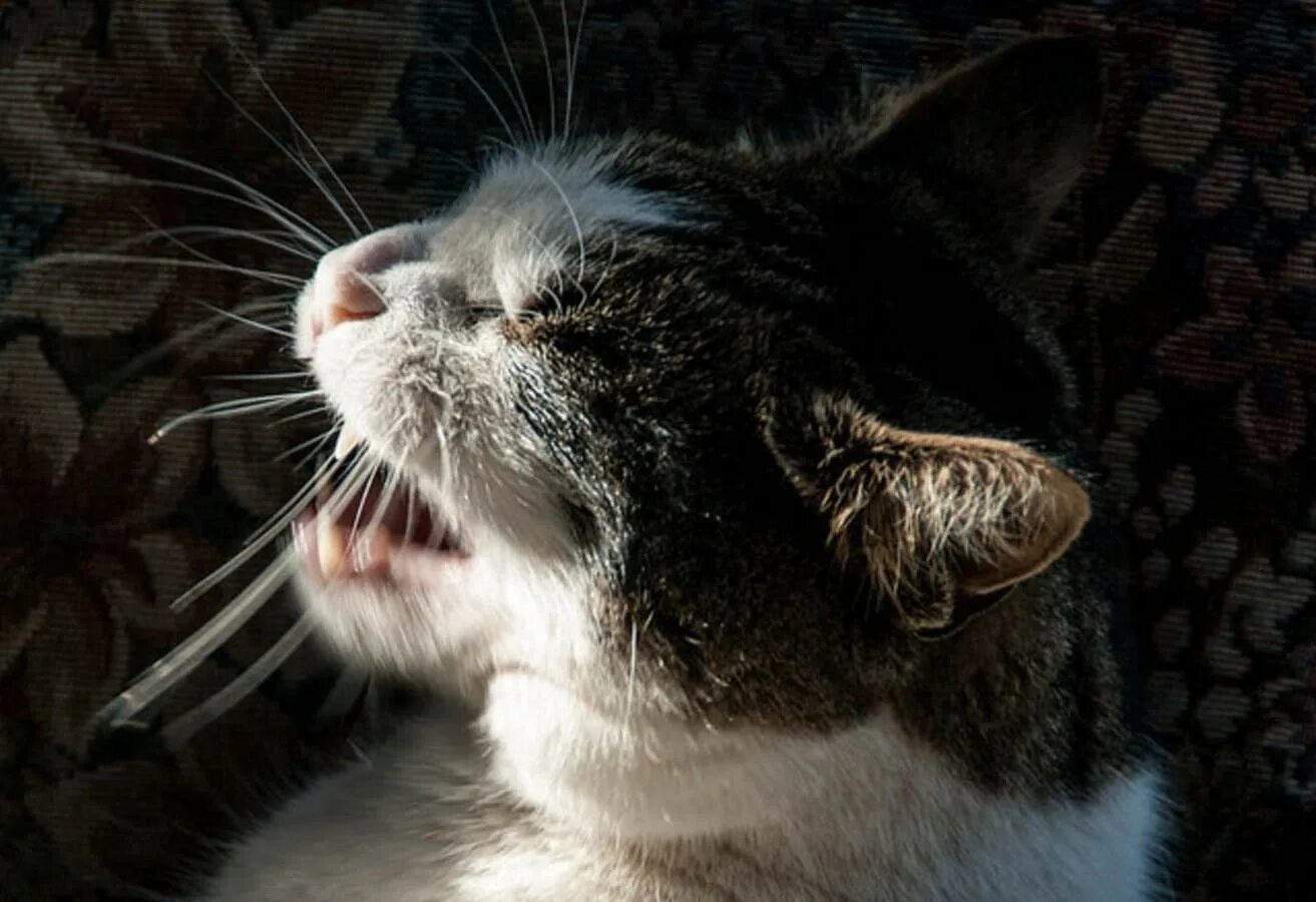 Почему кот кашляет и вытягивает. Котик чихает. кашляющий кот. кот чихнул. котенок кашляет.