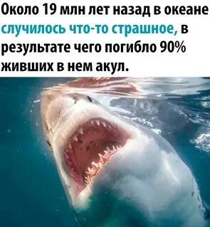Сколько человек погибает от акул в год