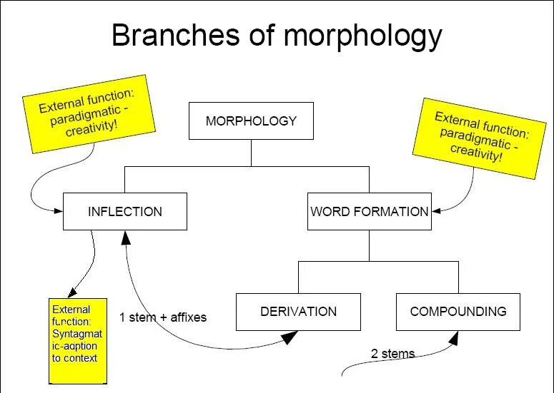 Morphology. Branches of Morphology. Types of Morphology. Language structure. Make a necessary word