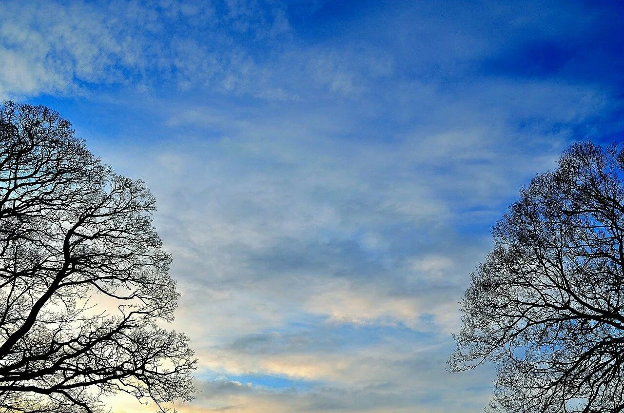 Небо и деревья. Дерево на фоне неба. Дерево в облаках. Дерево на голубом небе.