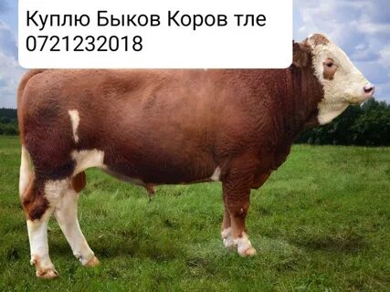Авито скотина