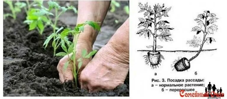 Перерасти. Высаживание рассады томатов. Посадка переросших рассад помидор. Посадка переросшей рассады томатов в открытый грунт. Посадка помидор в грунт.