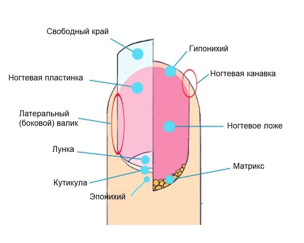 Онихобласты. Строение ногтевой пластины схема. Ноготь строение анатомия схема. Строение ногтя и ногтевой пластины схема. Анатомическое строение ногтя.