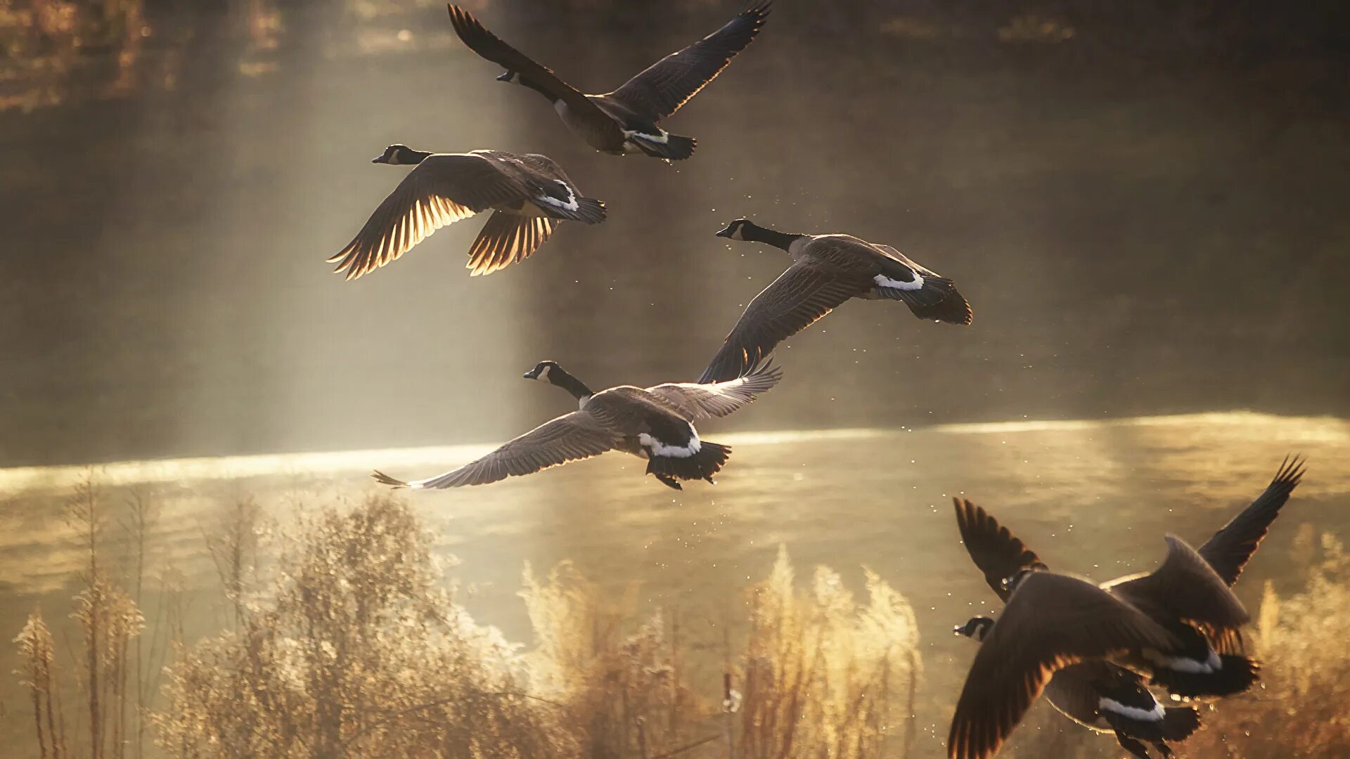 Песня птица взлетает в небо. Полет птицы 1988. Птицы улетают. Птицы в полете фото самые красивые. Птицы над озером.