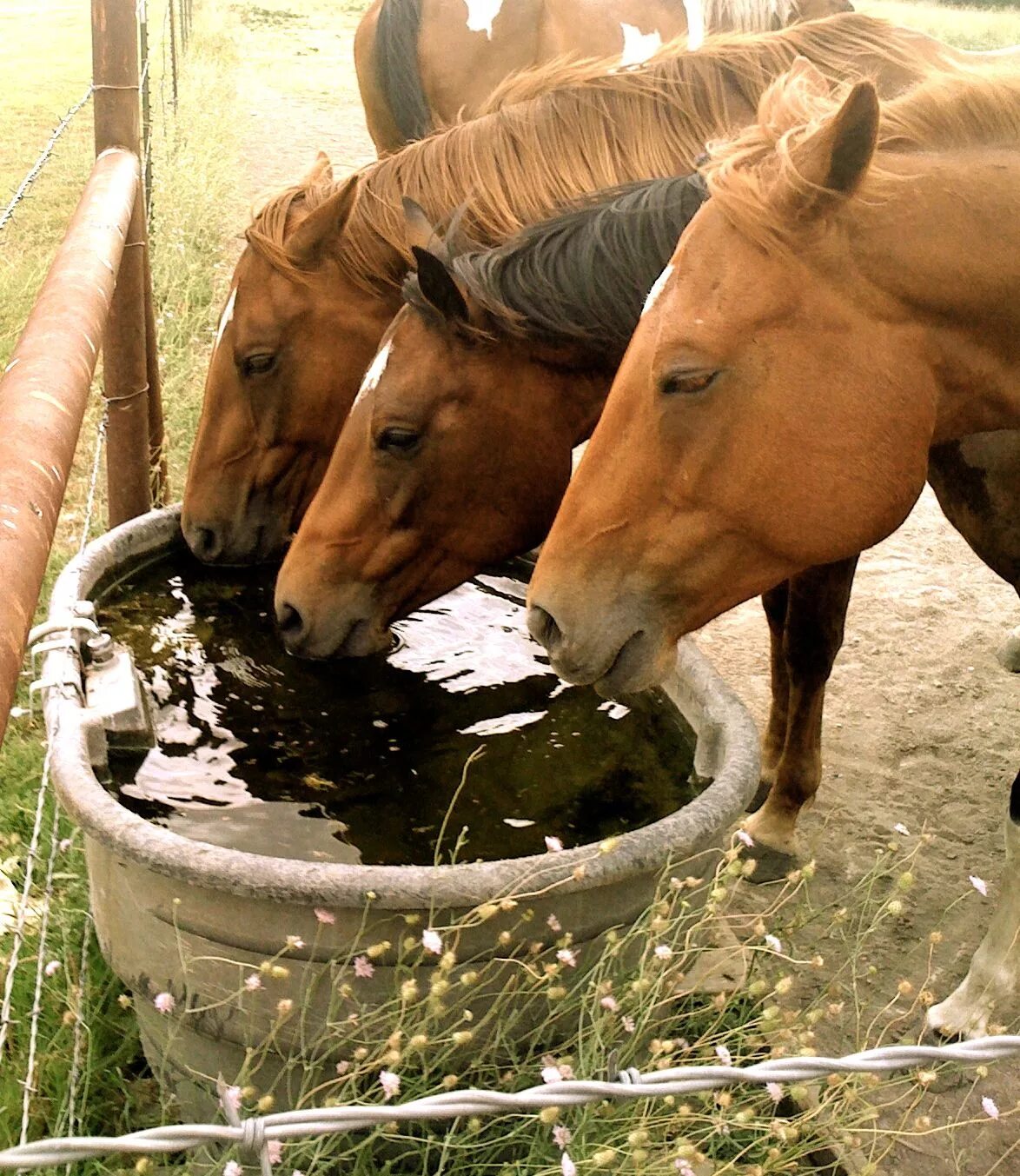 Horse drink. Фермерские лошади. Домашняя лошадь. Лошади фермерство. Лошадь на даче.