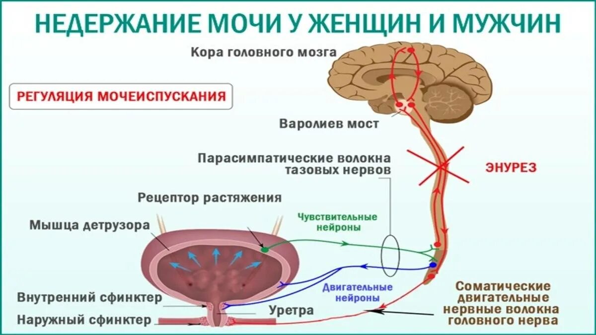 После мочеиспускания выделяется у мужчин. Недержание мочи. Регуляция мочеиспускания схема. Кровоснабжение мочевого пузыря. Нейрогенная дисфункция мочевого пузыря классификация.