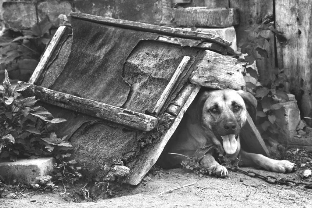Собачка в будке для детей. Пес шарик живет в будке. Будка для собаки и кота. Пес шарик живет в будке. Деревенские собаки.