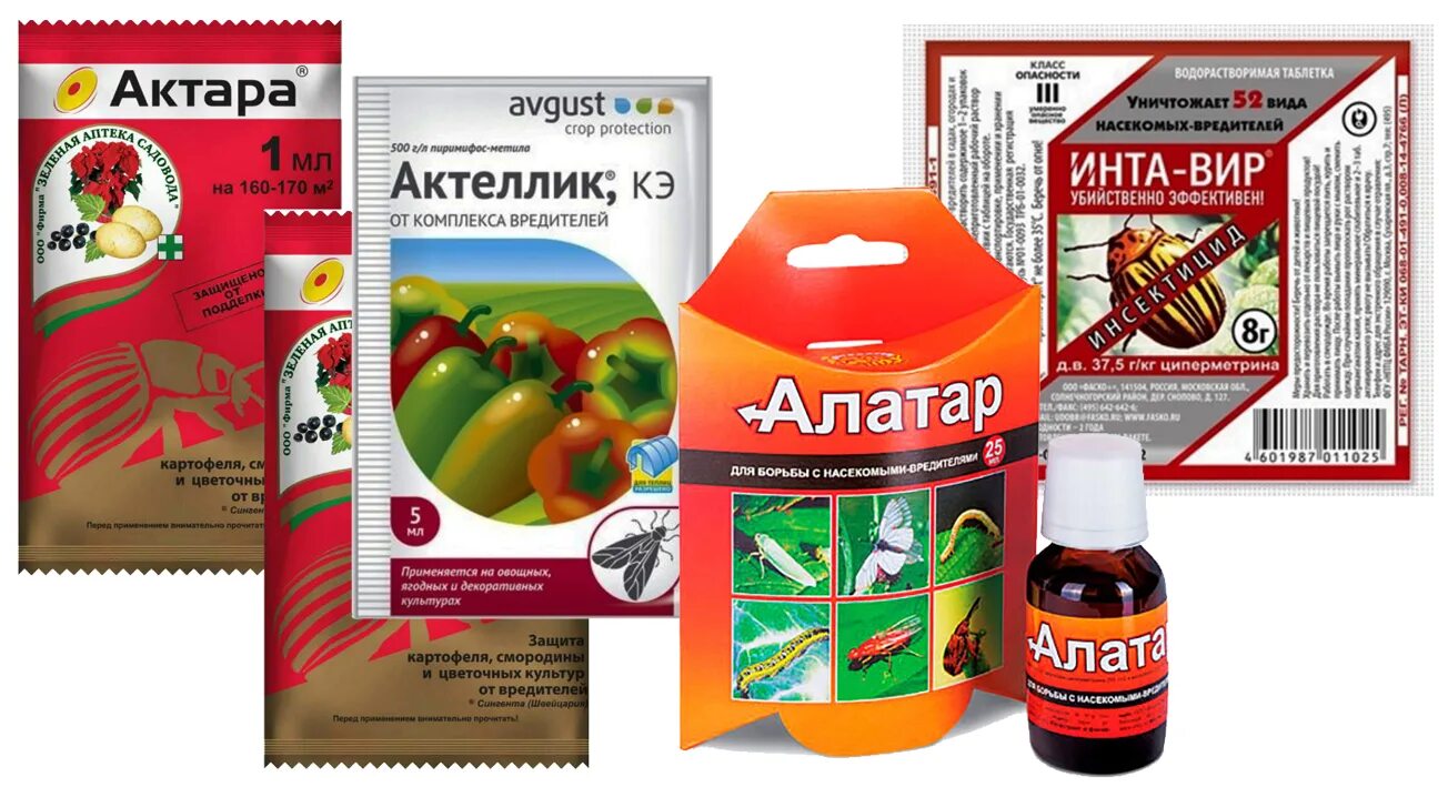 Фитоверм от долгоносика инструкция по применению. Фитоверм алатар. инсектицид интавир. алатар от долгоносика на клубнике. средство от долгоносика.