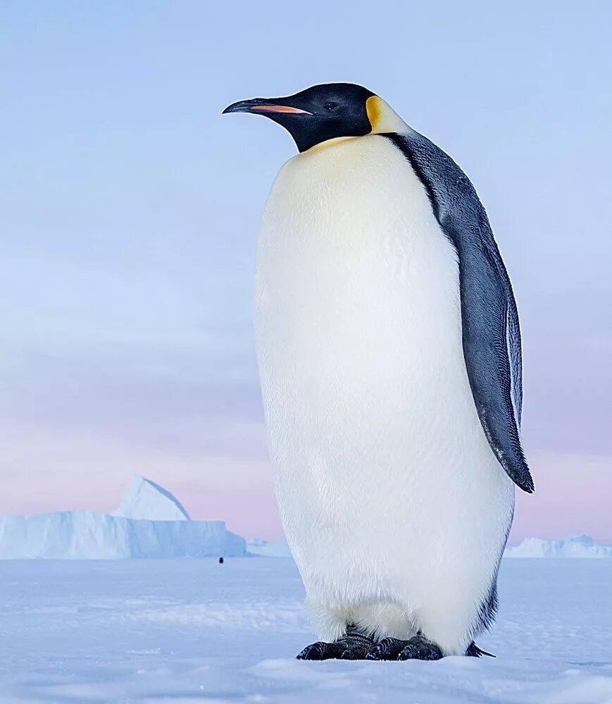 Emperor penguin. Императорский Пингвин в Антарктиде. Императорский Пингвин Aptenodytes forsteri. Птенец Императорского пингвина. Королевский Пингвин в Антарктиде.