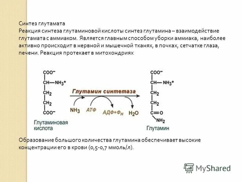 Для чего нужна глутаминовая кислота