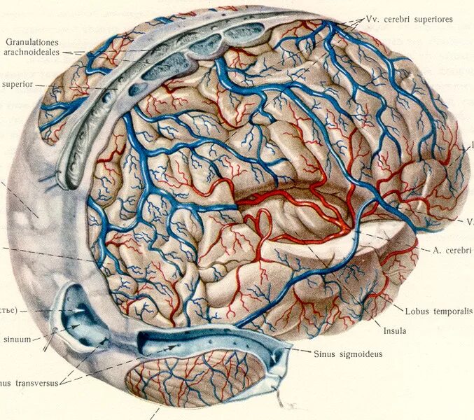 Отток головного мозга. Сосуды твердой мозговой оболочки анатомия. Венозная система головного мозга анатомия. Вены твердой мозговой оболочки. Поверхностная среднемозговая Вена.