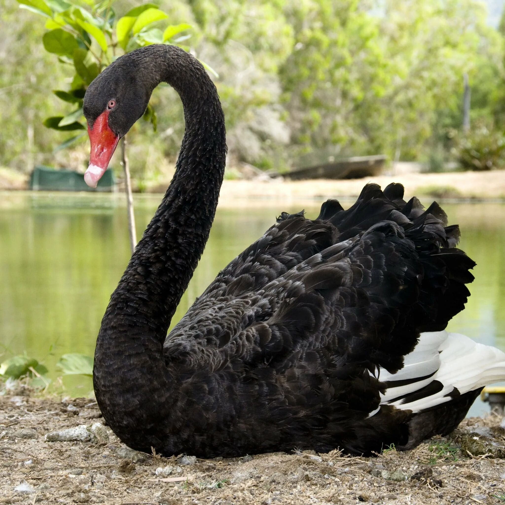 Австралийский лебедь. Черный лебедь птица. Черный лебедь Австралия. Черный лебедь шипун.