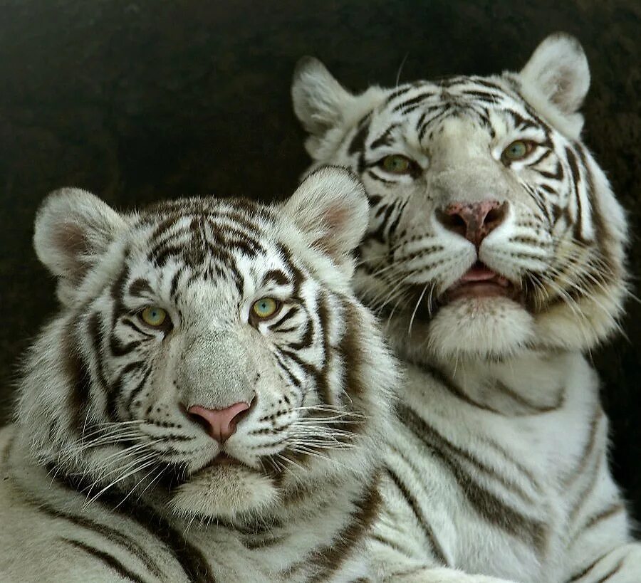 Тигр Близнецы. Тигрята Близнецы. Тигрицы Близнецы. Две тигры близняшки.