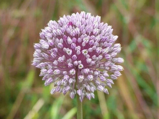 Allium aflatunense - Wikipedia Pollinator plants, Summer flowering bulbs, Plants
