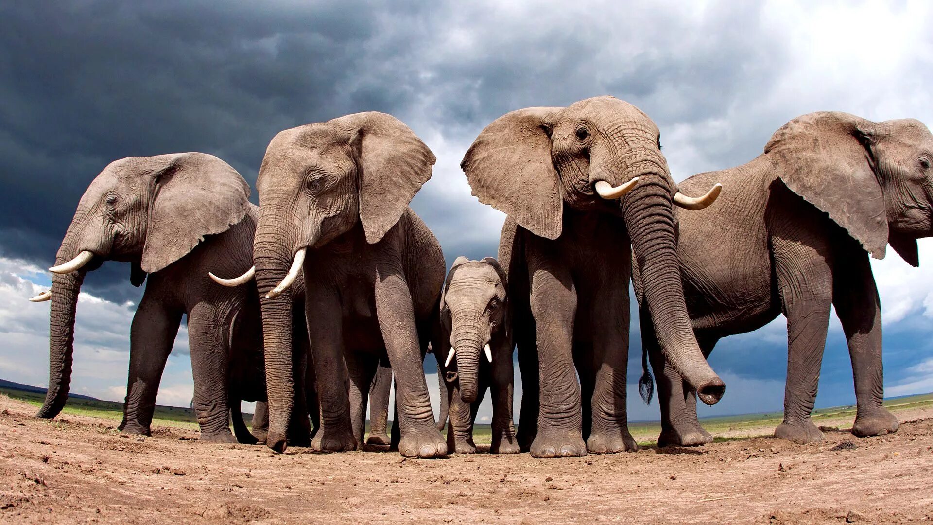 4 слоника. Слоны. Красивые слоны. Редкие слоны. Самый большой слон.
