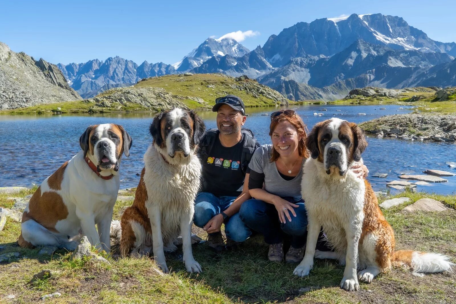 Сенбернар. Сенбернар Райттес бренди Беар. Сенбернар (Saint Bernard). Длинношерстный Сенбернар. Сен бернард