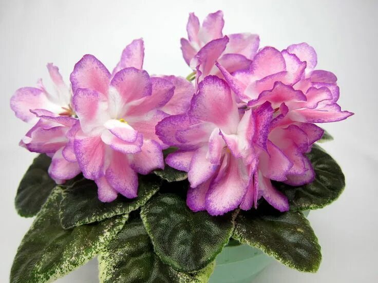 Фиалки улыбка. Рс улыбка авроры фиалка. Фиалка лф улыбка ангела. Фиалки улыбка. Фиалки улыбка.