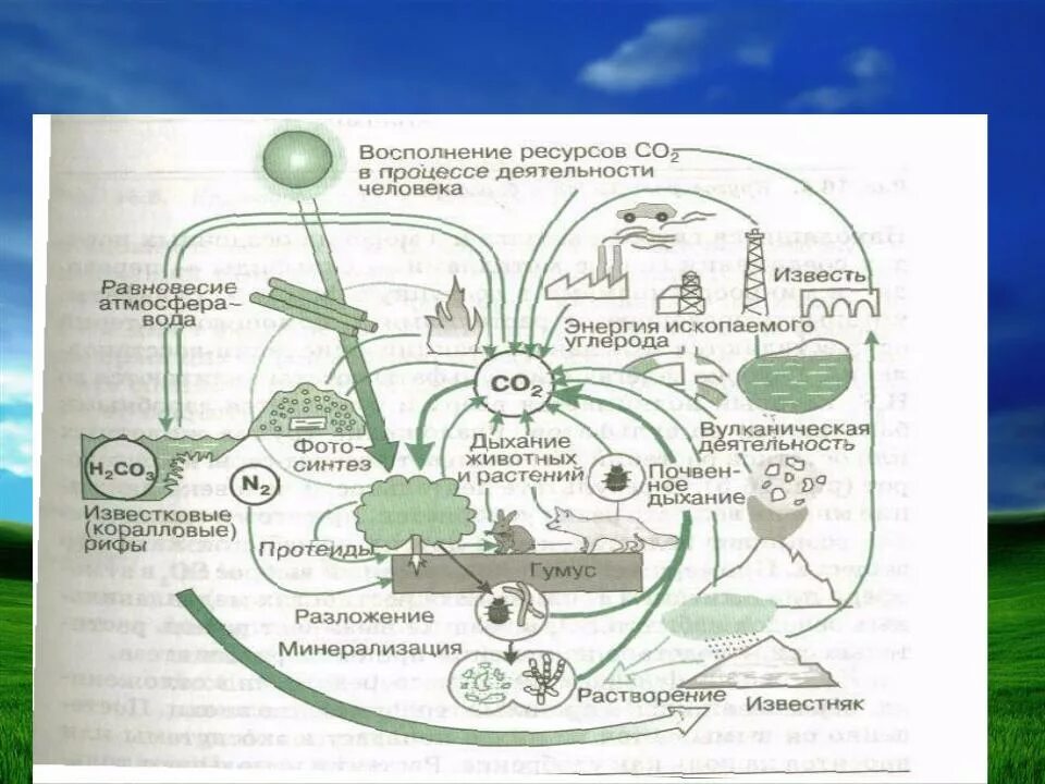 Фотосинтез растений схема география. Круговорот фотосинтез растений. Схема процесса фотосинтеза. Роль фотосинтеза в круговороте веществ. Круговорот веществ в биосфере схема