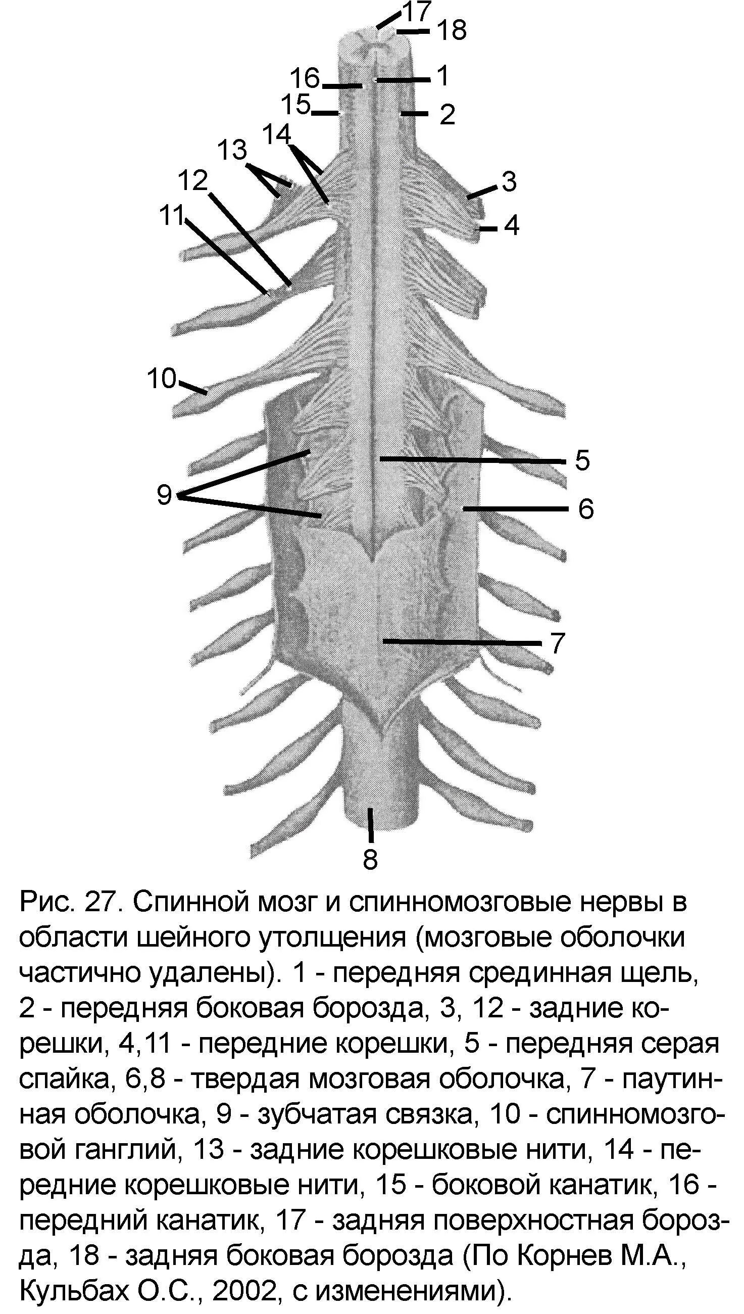 Передняя спайка спинного мозга. Задняя срединная перегородка спинного мозга. Дорзальная перегородка спинного мозга. Параметры спинного мозга.