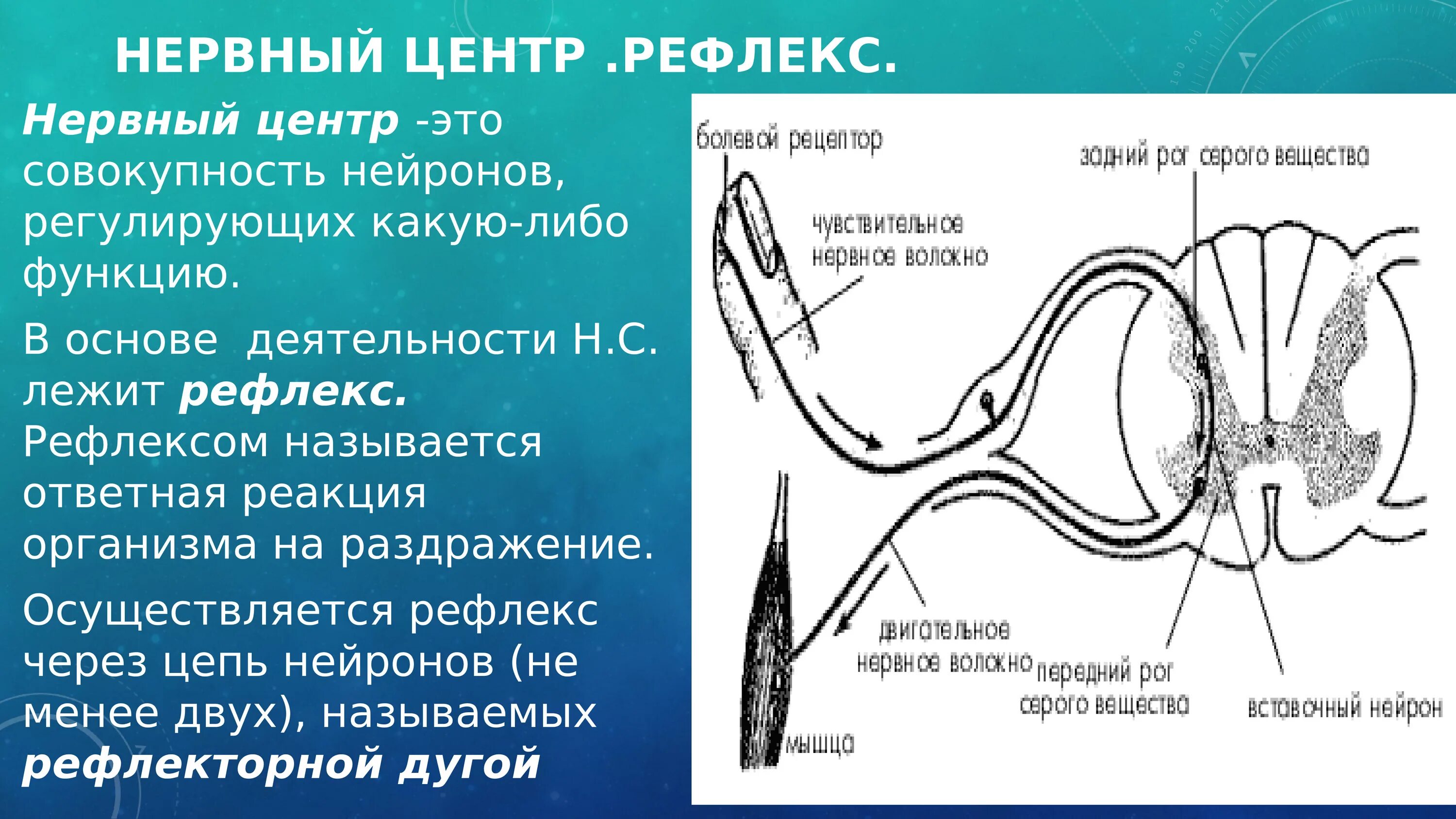 Нервный центр. Строение нервного центра. Рефлекторная дуга. Нервный центр рефлекса состоит из.